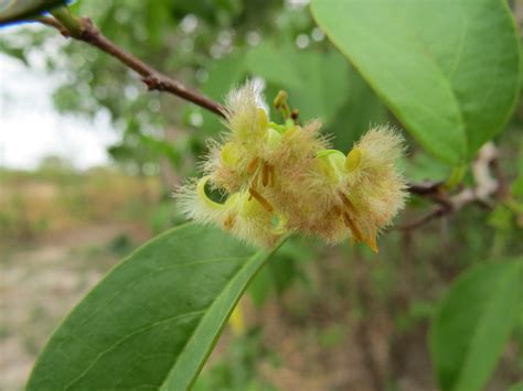 West African Plants A Photo Guide Ximenia Americana L