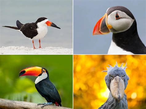 15 Especies De Pájaros Con Picos Increíbles