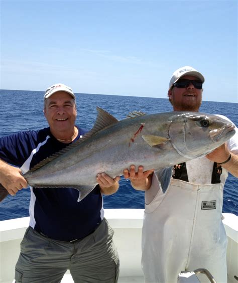 How To Catch Greater Amberjack Florida Sportsman