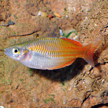 Do you have room for more fish, or would you rehome the ones you have? Boesemani Rainbow: Tropical Fish for Freshwater Aquariums