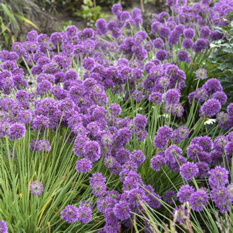 Allium Lavender Bubbles PP31126 Perennial Resource