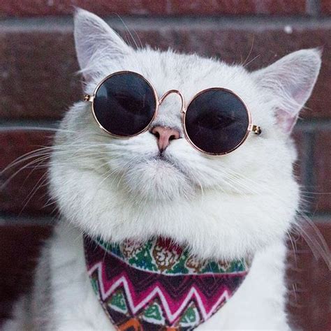 Very Stylish Cat Glasses Cute Cats Cool Cats