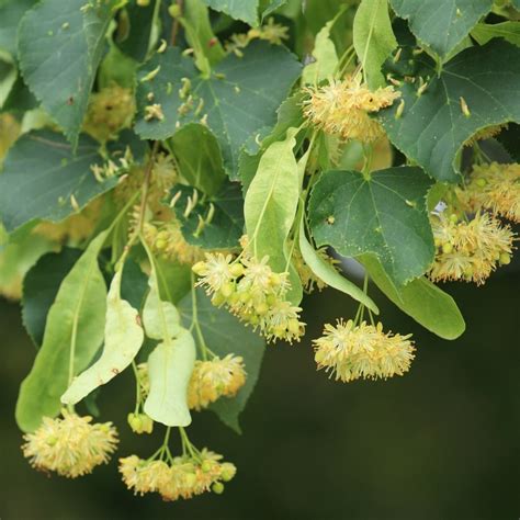 Tilia Cordata Trees For Sale Free Uk Delivery