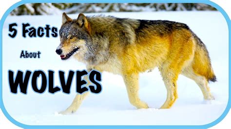 Five Facts About Wolves Wolf Facts For Kids Facts About Wolves