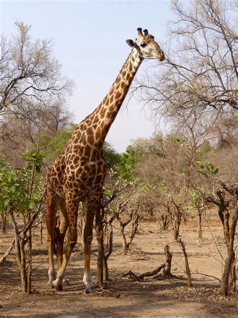 Zambia Thornicroft Giraffe Travel2unlimited