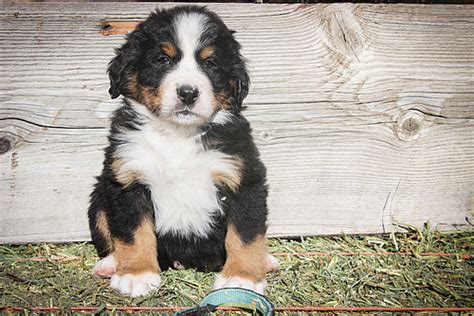 Striped Collar Male Bernese Mountain Dog Puppy For Sale Sweetwater