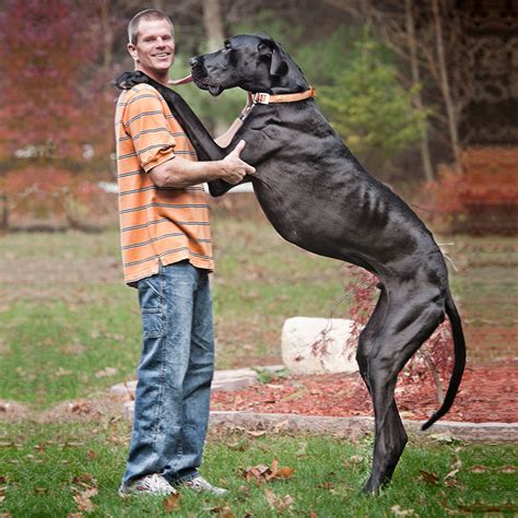 In Memory Of Zeus The Tallest Dog Ever Measured By Guinness