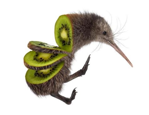 Baby Kiwi Bird 🇳🇿 Raww