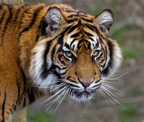 Close-up photo of tiger, sumatran tiger HD wallpaper | Wallpaper Flare