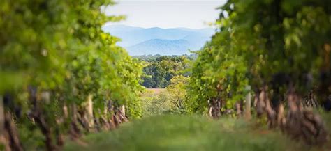 Nc Vineyards And Wineries For Sale North Carolina Vineyards And Wineries