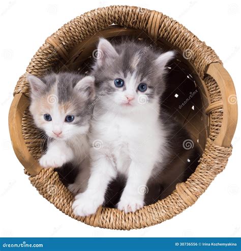 Two Blue Eyed Fluffy Kitten In A Basket Stock Photo Image Of Litter