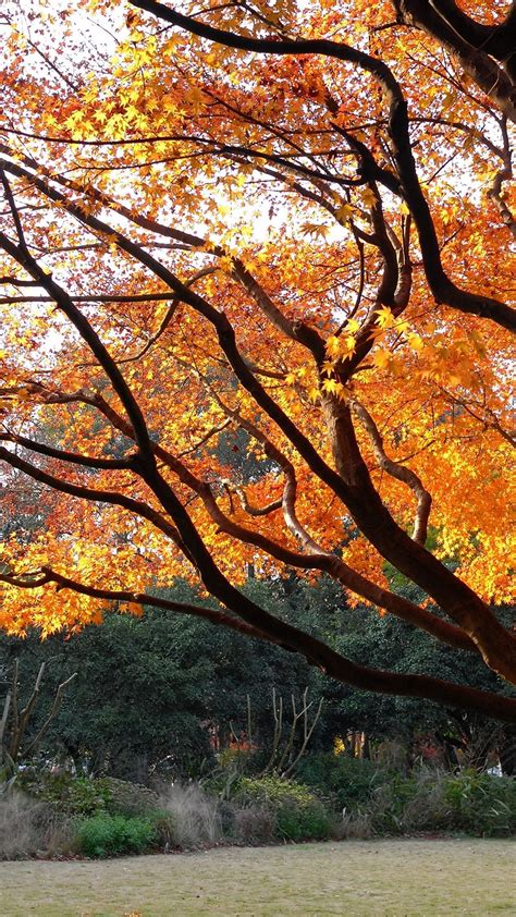 Orange And Yellow Maple Leaves Tree Autumn 1080x1920 Iphone 8766s