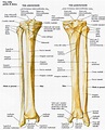 TIBIA - Cerca con Google Radiology Student, Medical Students, Human ...