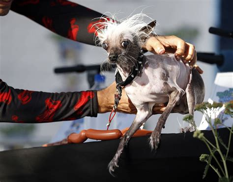 Worlds Ugliest Dog Contest 2017 The Good The Bad And