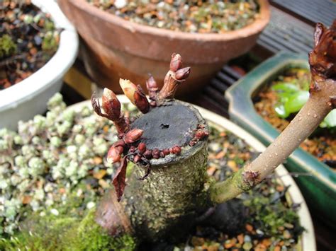 But, what joy and fullfilment. Wee Trees Bonsai Help Forum Advice for all • View topic ...