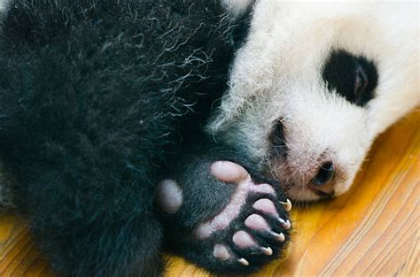 Giant Panda Paw Stock Photos Pictures And Royalty Free Images Istock