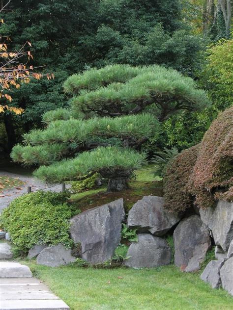 Pine Japanese Black Usu Tree Browser Small Japanese Garden