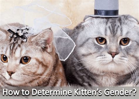 How To Determine Kitten’s Gender Pawfeel