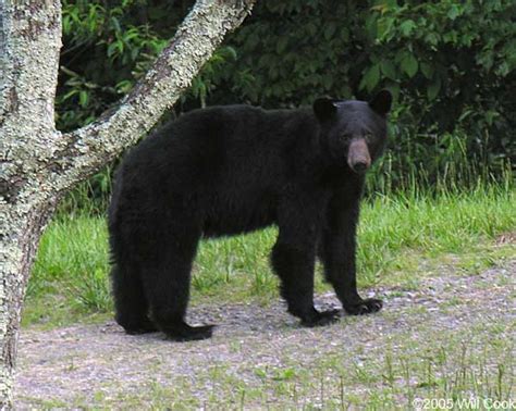 Black Bear Ursus Americanus