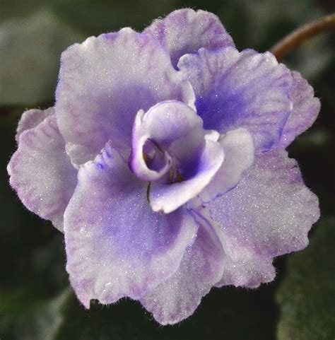 Persian Lace Semi Miniature African Violet Flowers African Violets