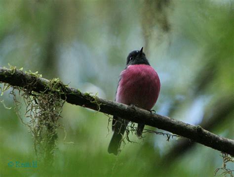 Birdlife Melbourne Pink Robin