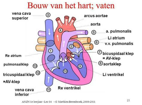 Bouw Van Het Hart Heart Diagram Human Anatomy And Physiology Human