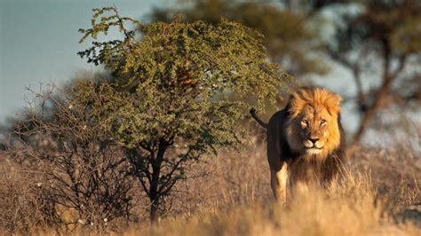 Sechs Löwen Tot In Uganda Gefunden Vermutlich Wildtierhandel Tierwelt Ch Tierwelt