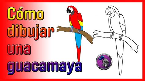 🦜cómo Dibujar Una Guacamaya🦜 How To Draw A Macaw ️😄 Youtube