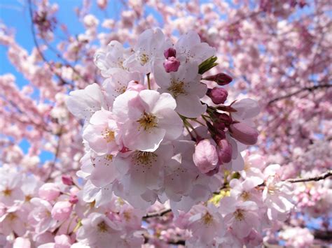 Cherry Blossom Free Photo Download Freeimages