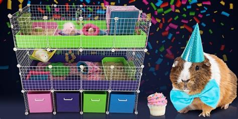 Guinea Pig Cages Store Cagetopia Candc Guinea Pig Cages