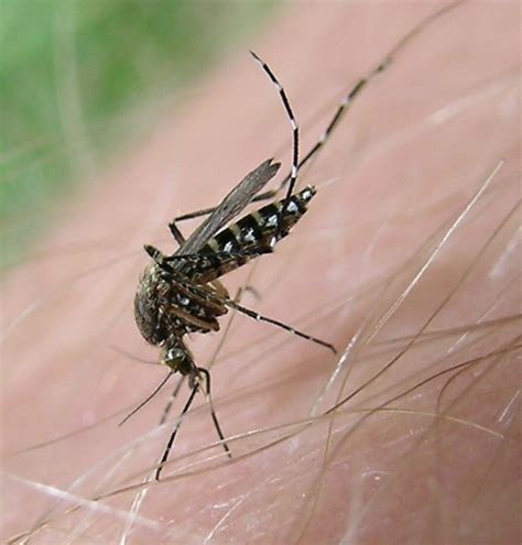 Yucatan On Alert Due To The Black Mosquito Transmitter Of Deadly