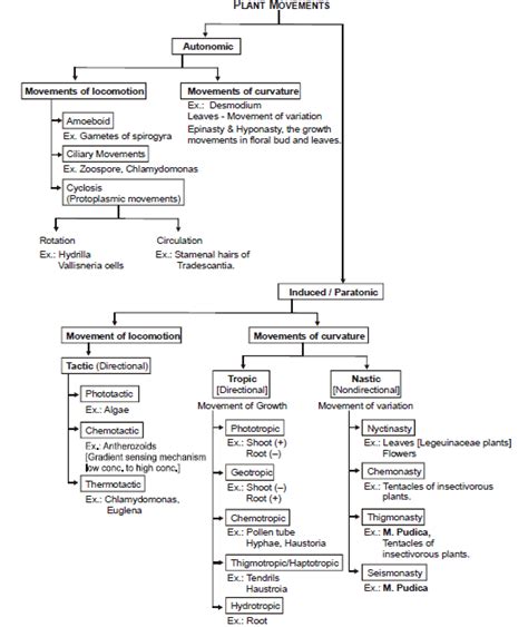 Plant Growth And Growth Hormones Chapter Notes Class 11 Biology Class