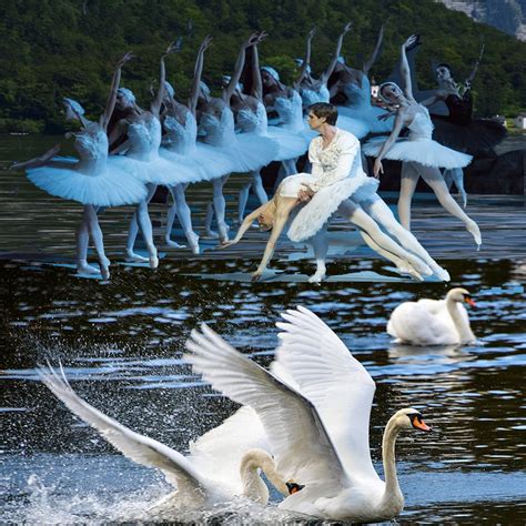 What Is The Swan Lake All About Swan Wonders