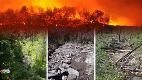 Ormanlar ve orman yangınları Ziraat Tarım Hayvancılık