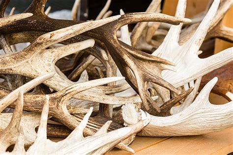 Royalty Free Antler Pictures Images And Stock Photos Istock