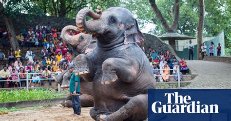 Human Elephant Conflict In Sri Lanka In Pictures Environment The