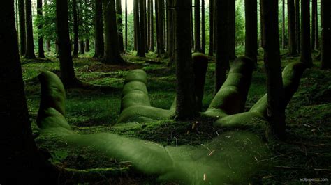 Hd Forest Wallpapers Animated Hd Forest Image 17225