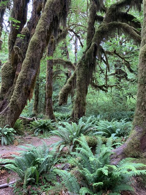 Hoh Rainforest In Olympic National Park Along The Hall Of Mosses Trail