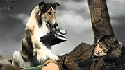 Lassie Come Home (again): remake of a classic is a reminder of our bond ...