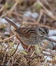 Identification of 11 Sparrow Species: a Photographic Guide | Miles Hearn