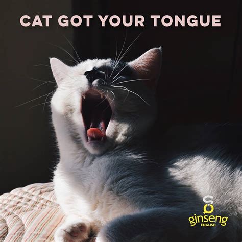 Cat Idioms Ginseng English Learn English