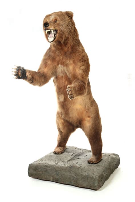 standing grizzly bear full body taxidermy mount