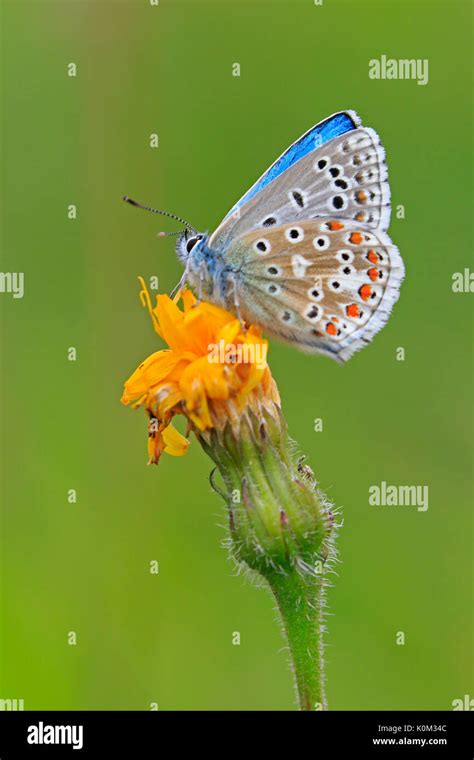 The Adonis Blue Butterfly Hi Res Stock Photography And Images Alamy