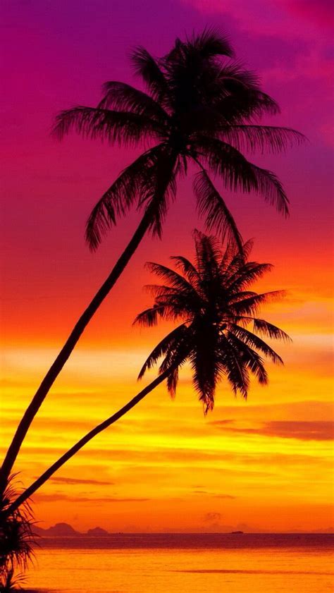 Palm Trees At A Beautiful Sunset Ios8 Hd Wallpaper For