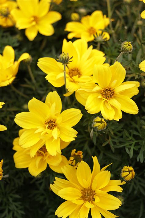 Goldilocks Rocks® Bidens Ferulifolia Proven Winners