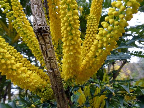 Mahonia Lomariifolia Takeda 1917 Berberidaceae Arbusto P Flickr