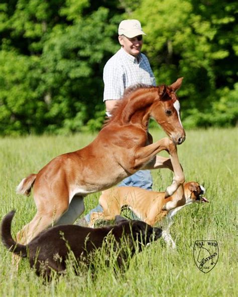 Chestnut Filly By Powerful Charm Llc I Have Always Loved This Picture