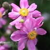 Buy Japanese anemone Anemone hupehensis var. 'japonica Prinz Heinrich ...