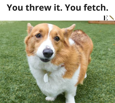 10 Funny Animal Memes That Will Definitely Brighten Up