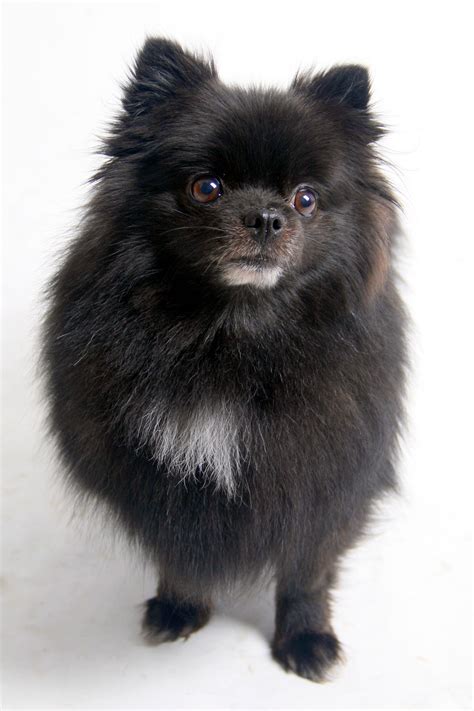 When Prima A Four Year Old Pomeranian Mix Arrived At The San